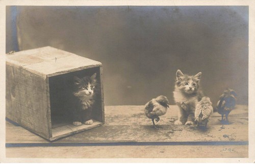 Chats mk802 deux - deux, et